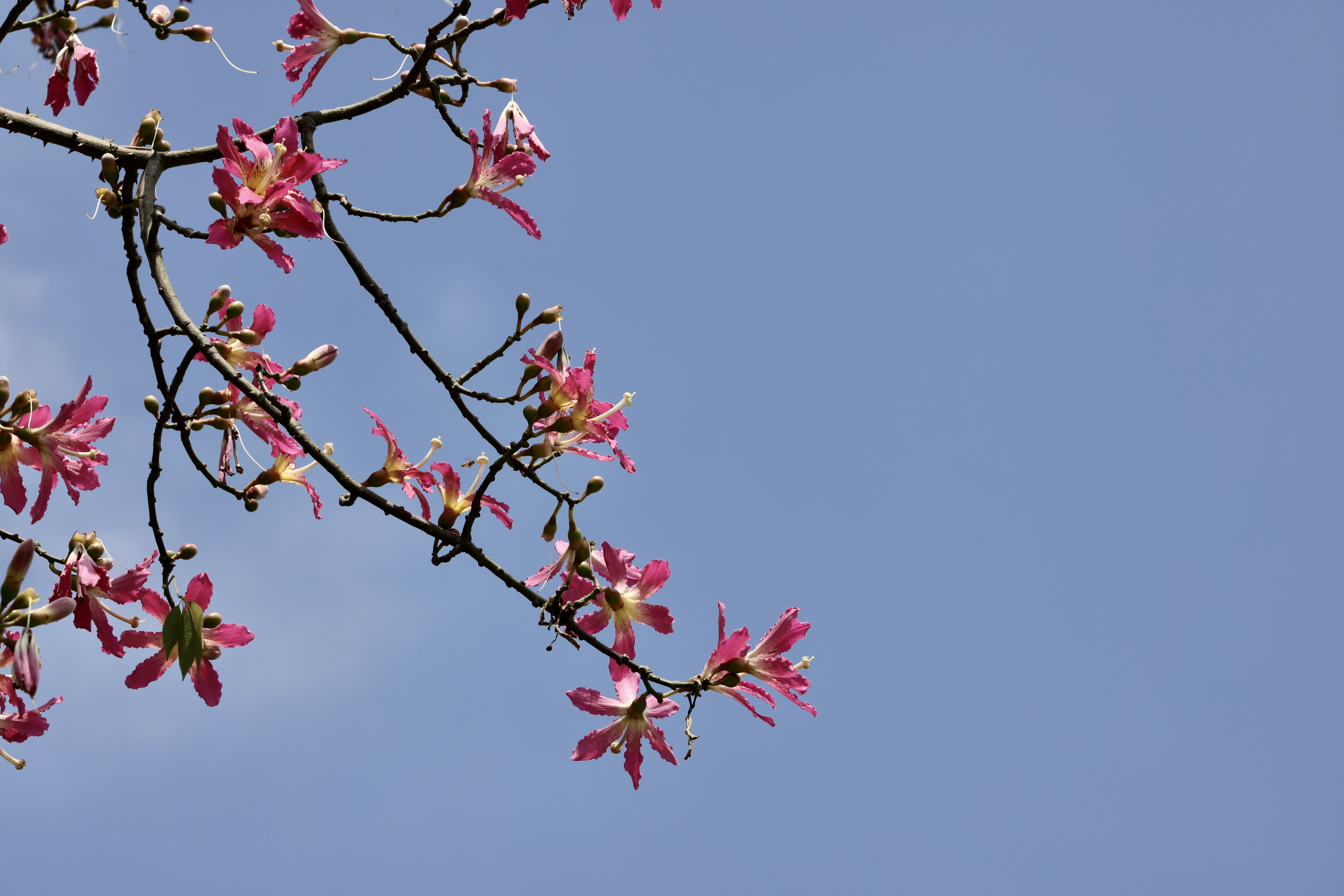 Photo by dickenslin76