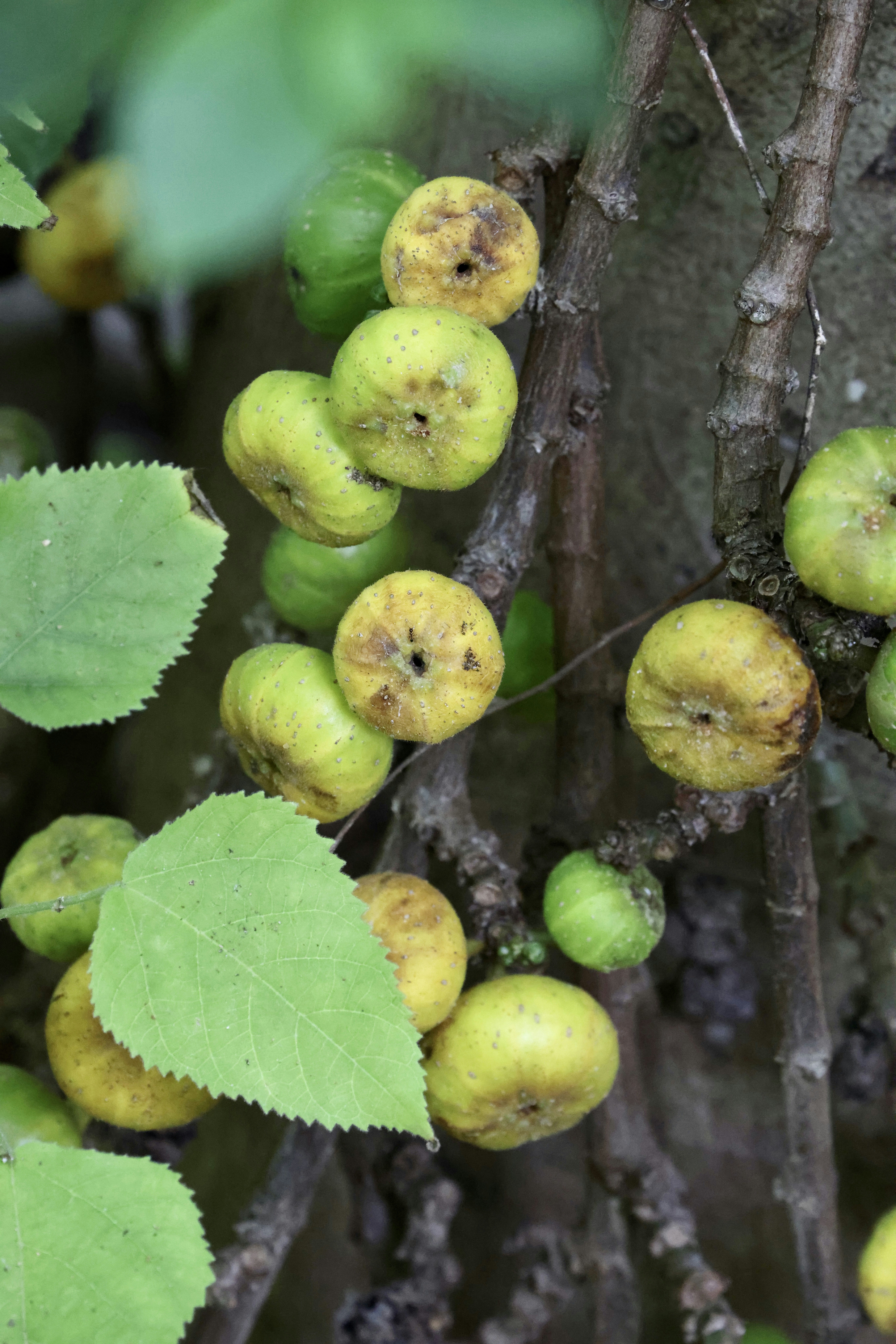 Photo by dickenslin76