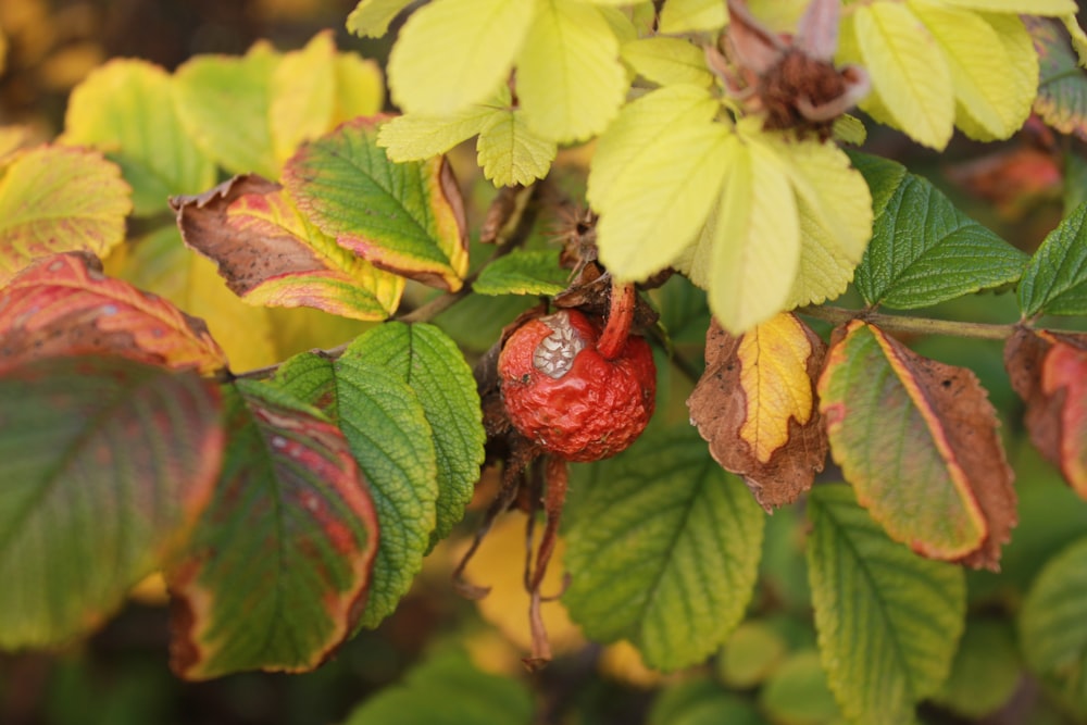 a red berry on a bush