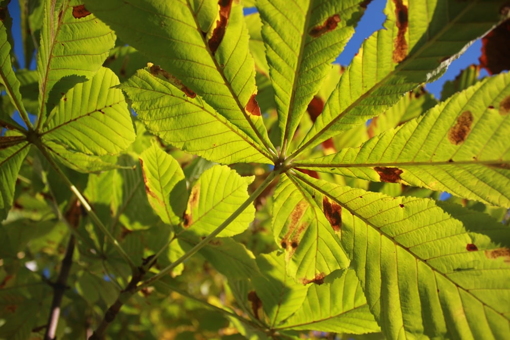 a close-up of a plant