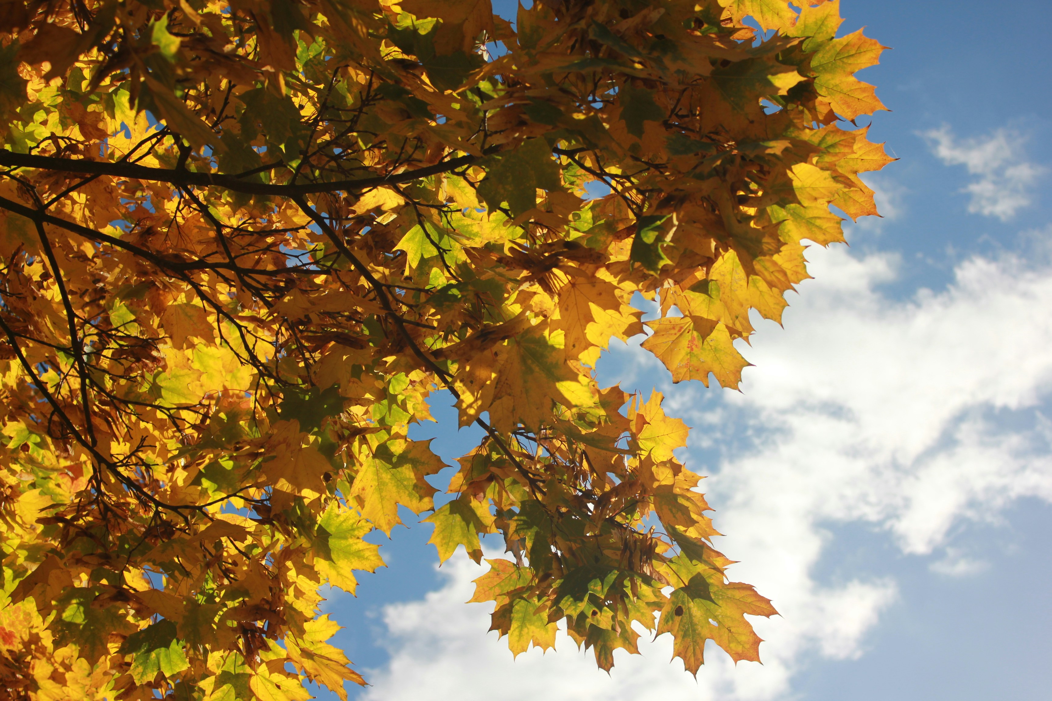 무료 이미지 : 모래, 분기, 집, 선, 갈색, 흙, 노랑, 전나무, 건강한, 자료, 에코, 나무 바닥, 목수, 사치, 가문비, 무대,  지옥, 쪽매 세공, 비싼, 너도밤 나무, 바이오, tiefensch rfe, 나무 벽, 초점없는,, image size:3000x2000