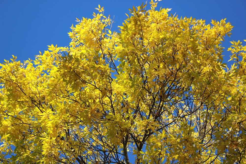 a group of trees with yellow leaves