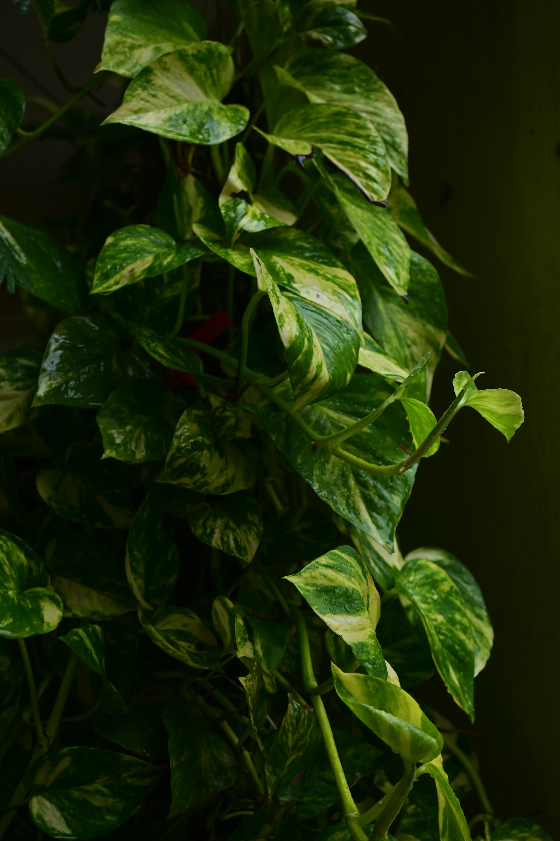 a close up of a plant