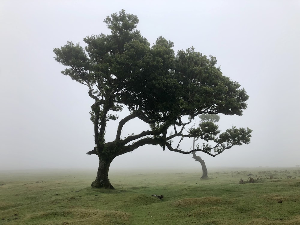 a tree in a field