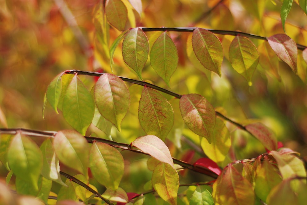 a close up of a tree branch