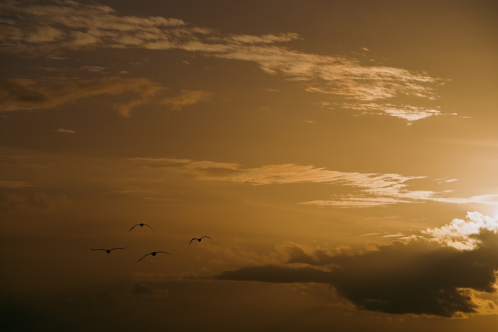 birds flying in the sky