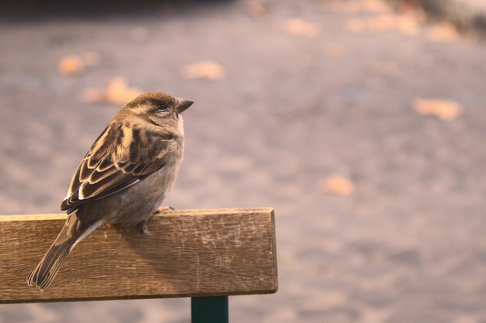 a bird sitting on a wood post