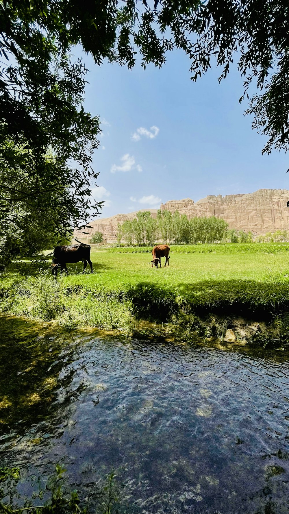 cows grazing in a meadow