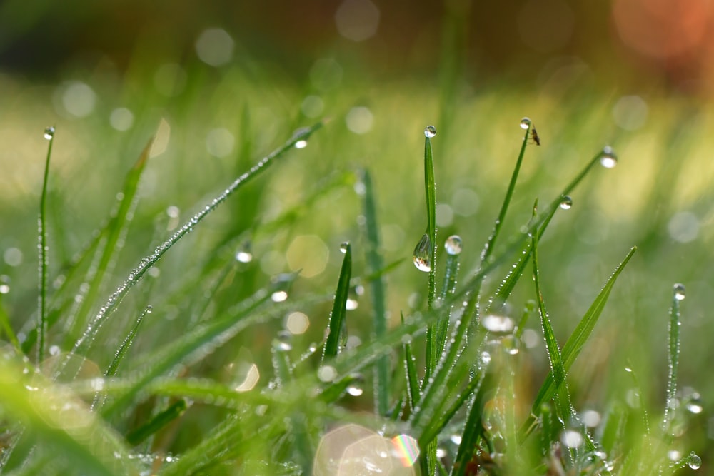 water droplets on grass