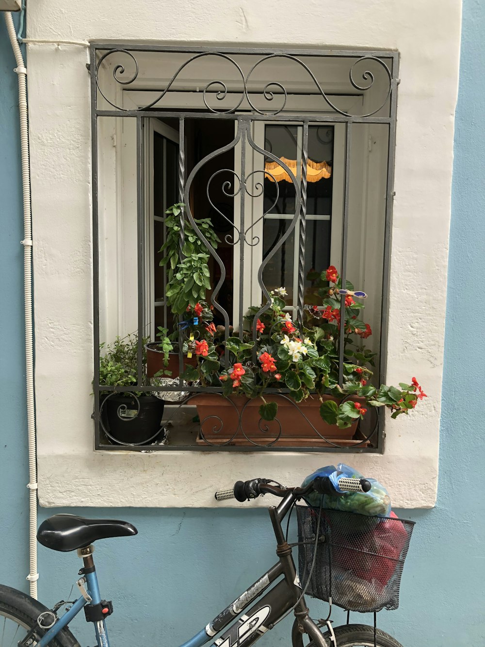 a window with potted plants