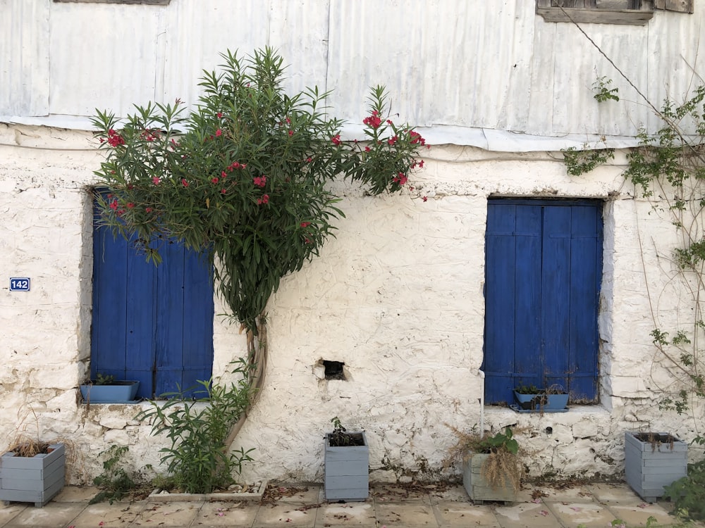 a blue door with a plant on it next to a blue door