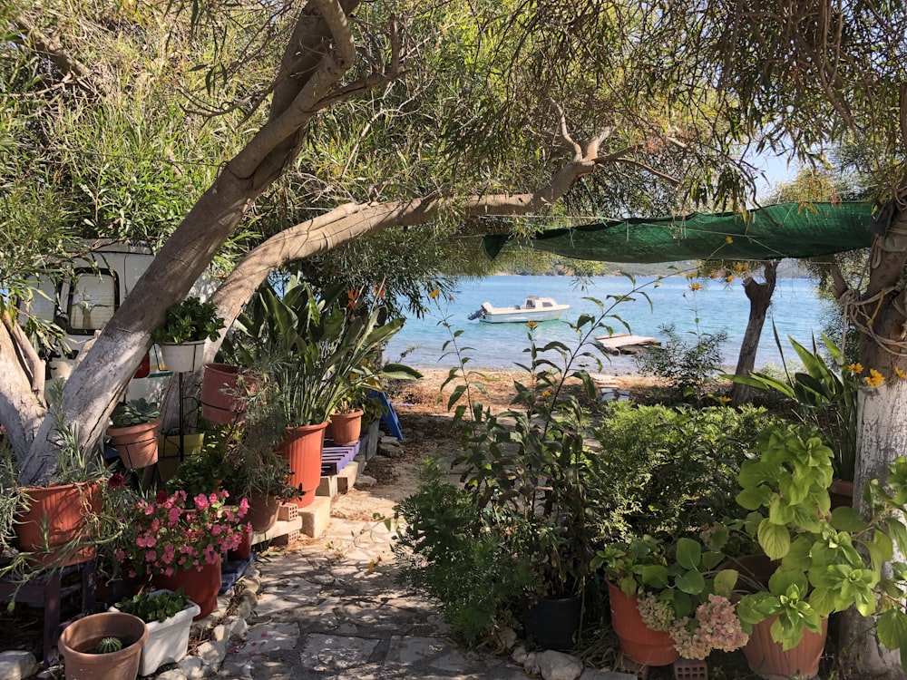 a group of plants next to a body of water