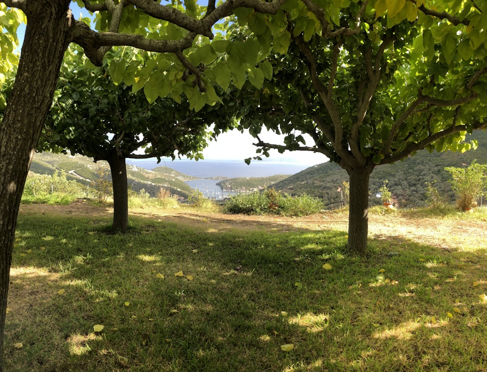 a tree in a field