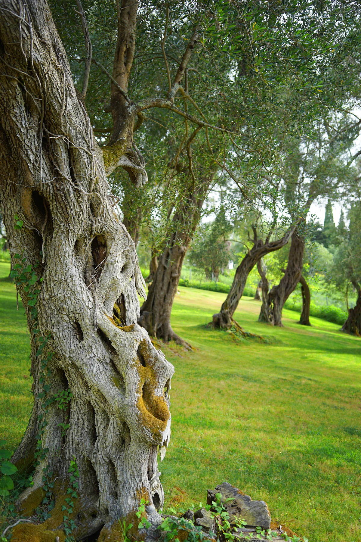 Palette végétale sous olivier — lavande, thym, garrigue méditerranéenne