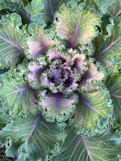 a plant with purple flowers