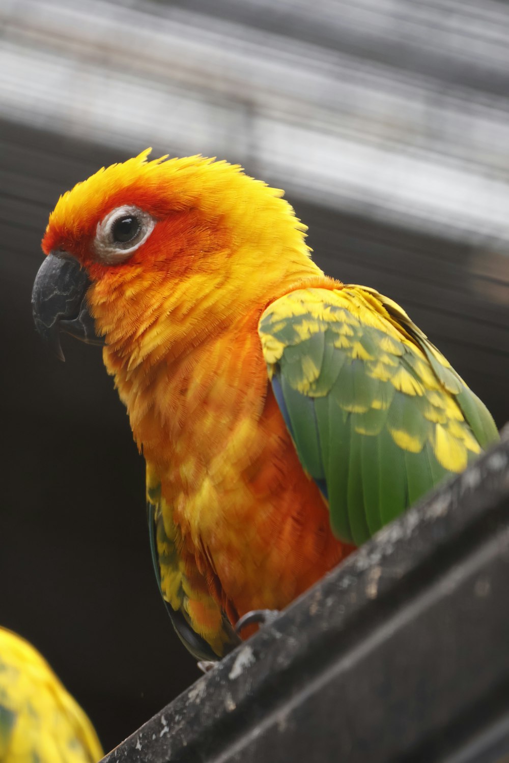 a bird with a colorful head