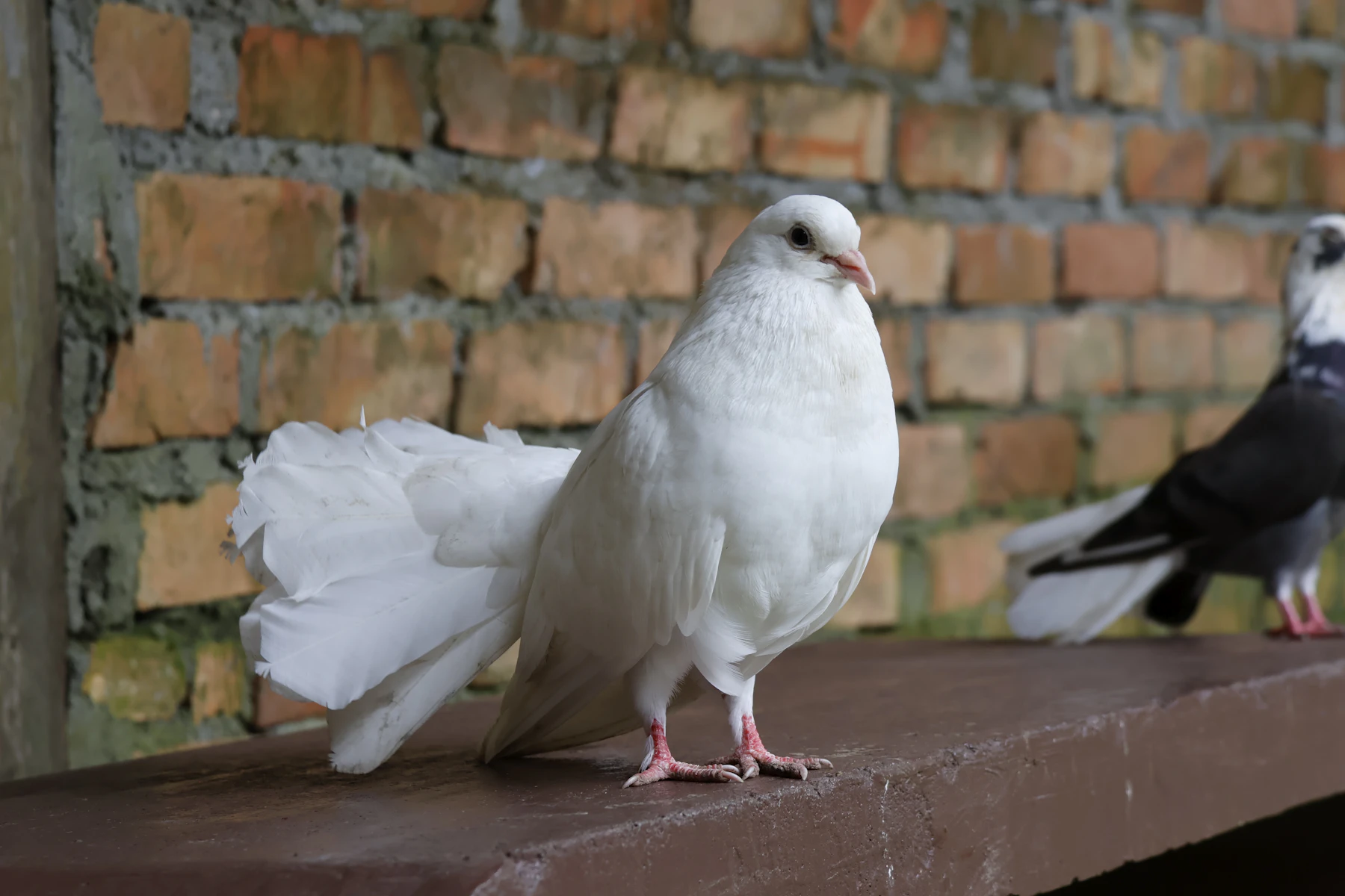 A white fantail pigeon standing on a wooden ledge in front of a brick wall