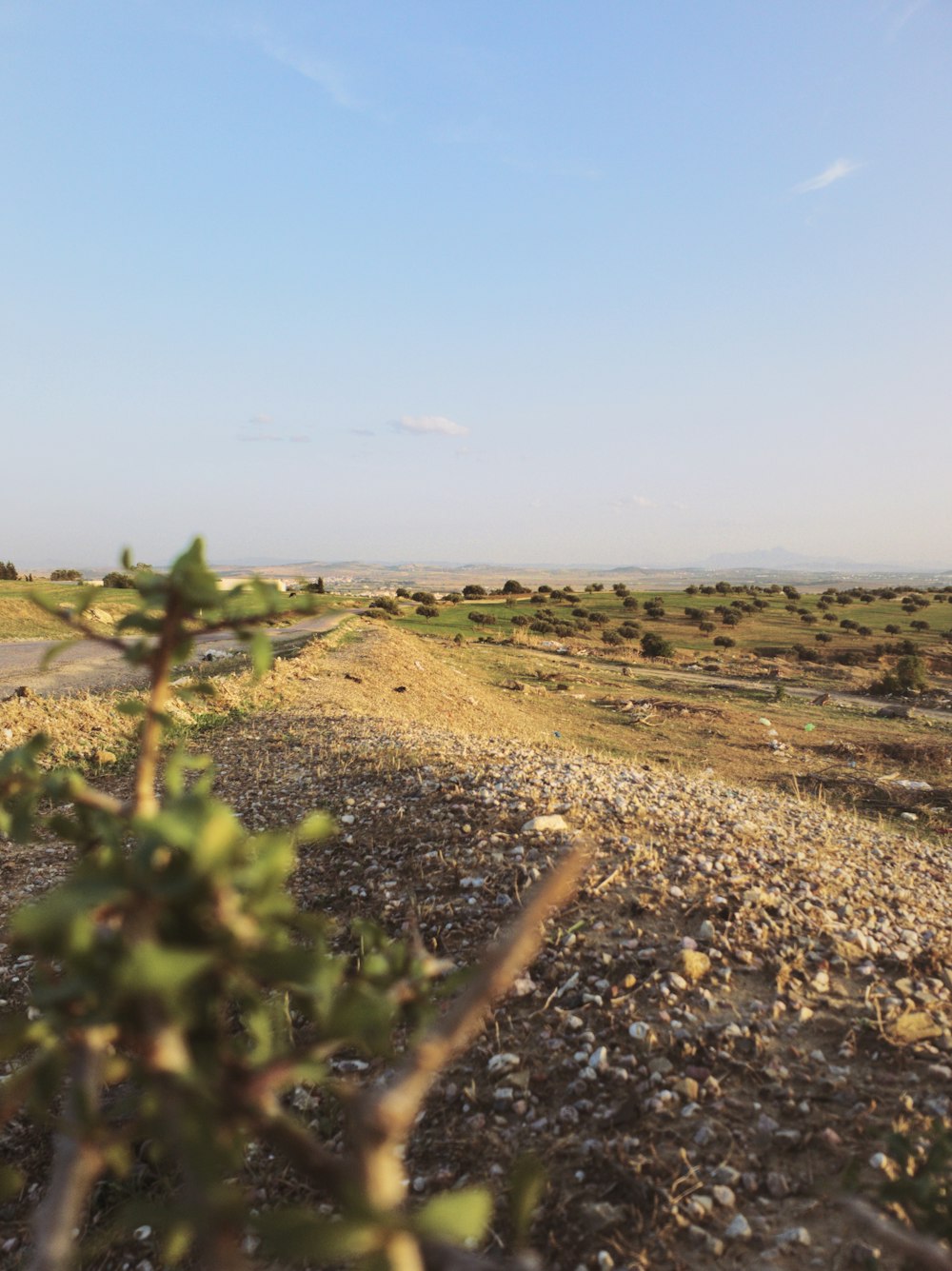 a field of plants and a tree