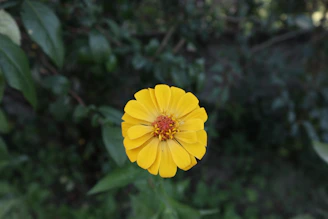 a yellow flower in a bush