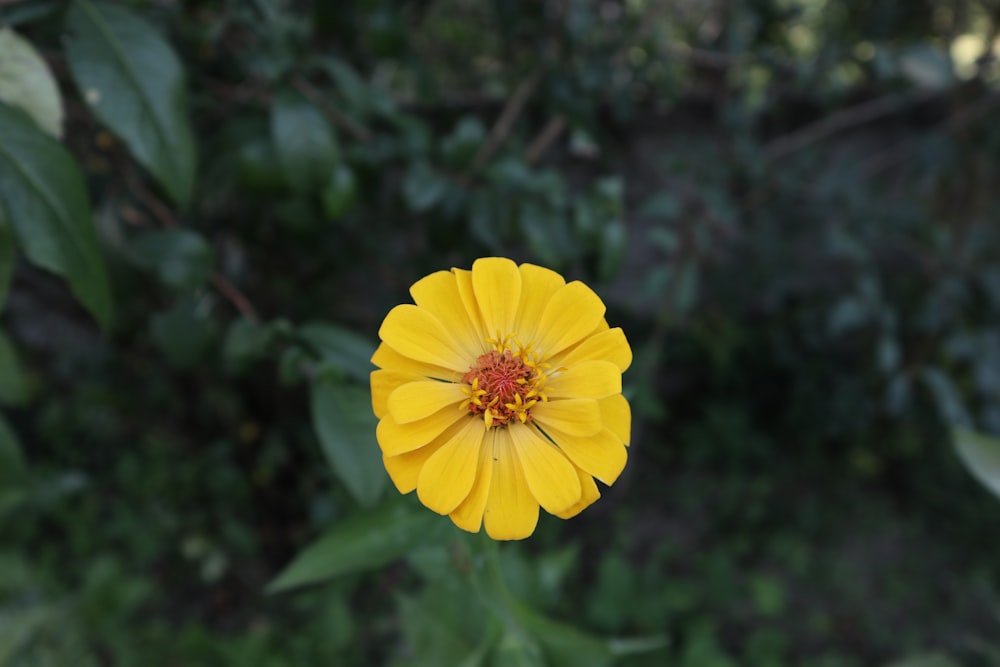una flor amarilla en un arbusto