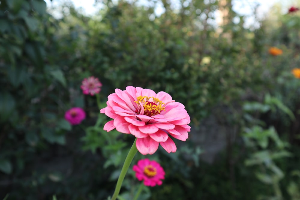 una flor rosa con centro amarillo