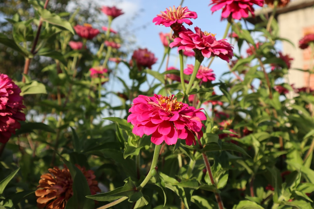 Un grupo de flores