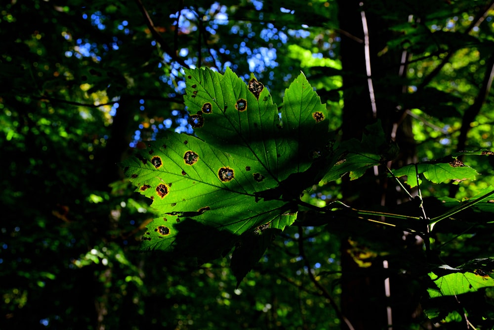 a green leaf with black spots