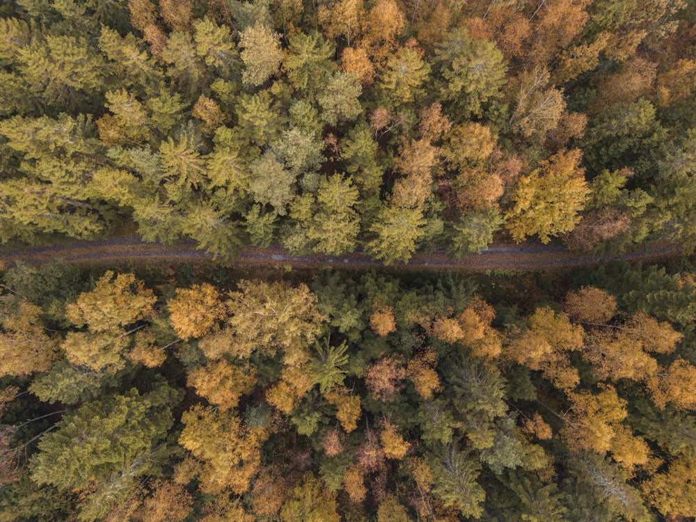 Una vista de un bosque