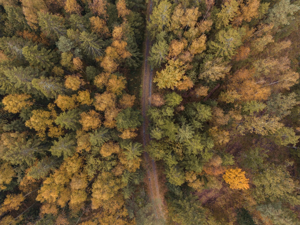 un bosque de árboles