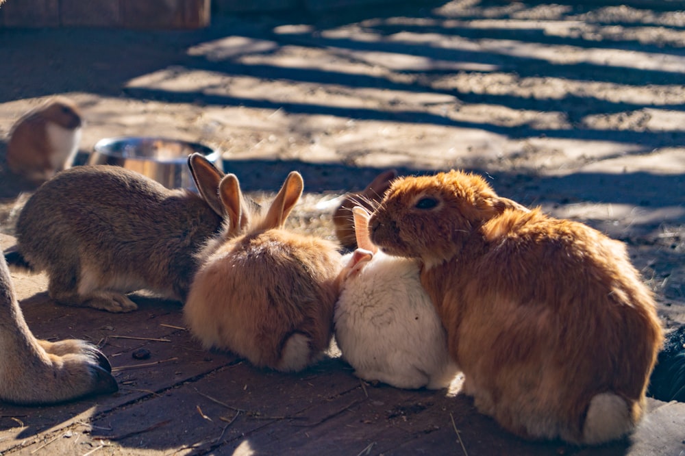 Un grupo de conejos comiendo