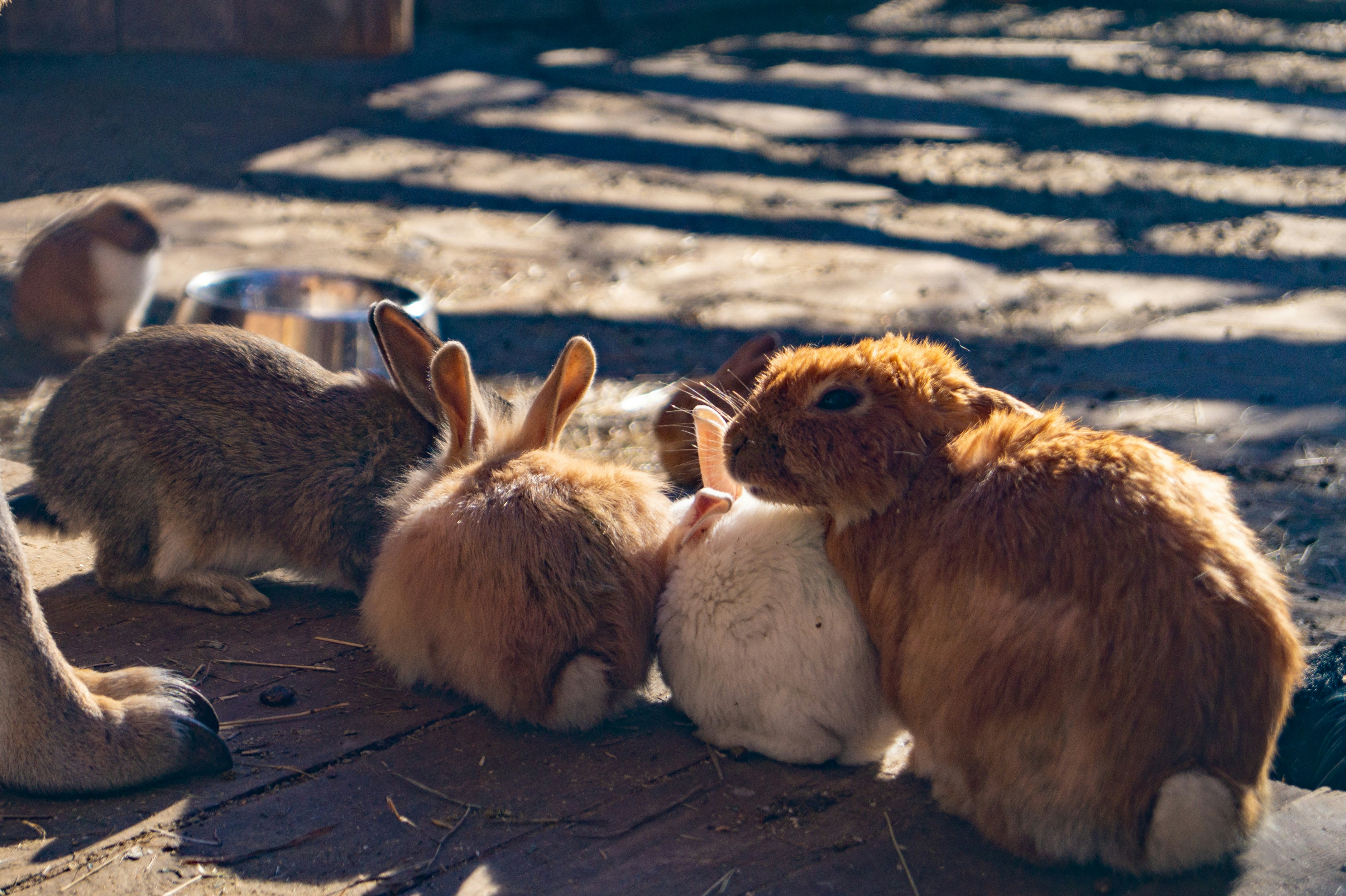 Tennessee Redback Rabbits