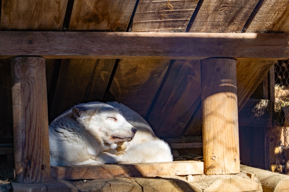 a dog lying in a wooden shelter