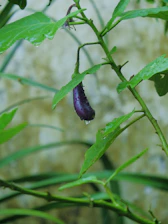 Vibrant purple eggplants growing on healthy green plants in the farm.
