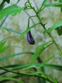Vibrant purple eggplants growing on healthy green plants in the farm.