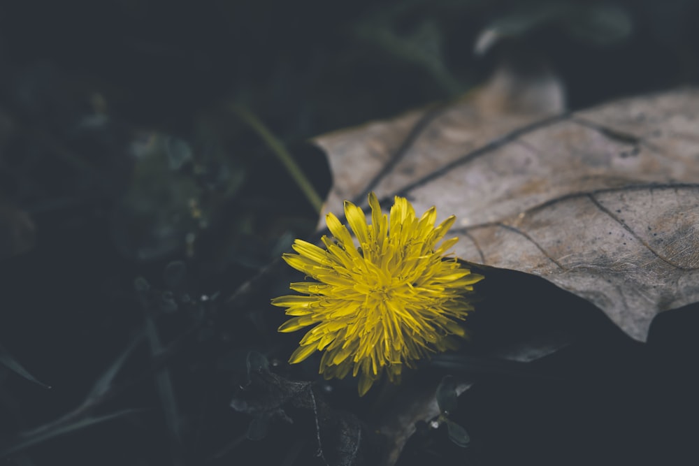 a yellow flower on a rock