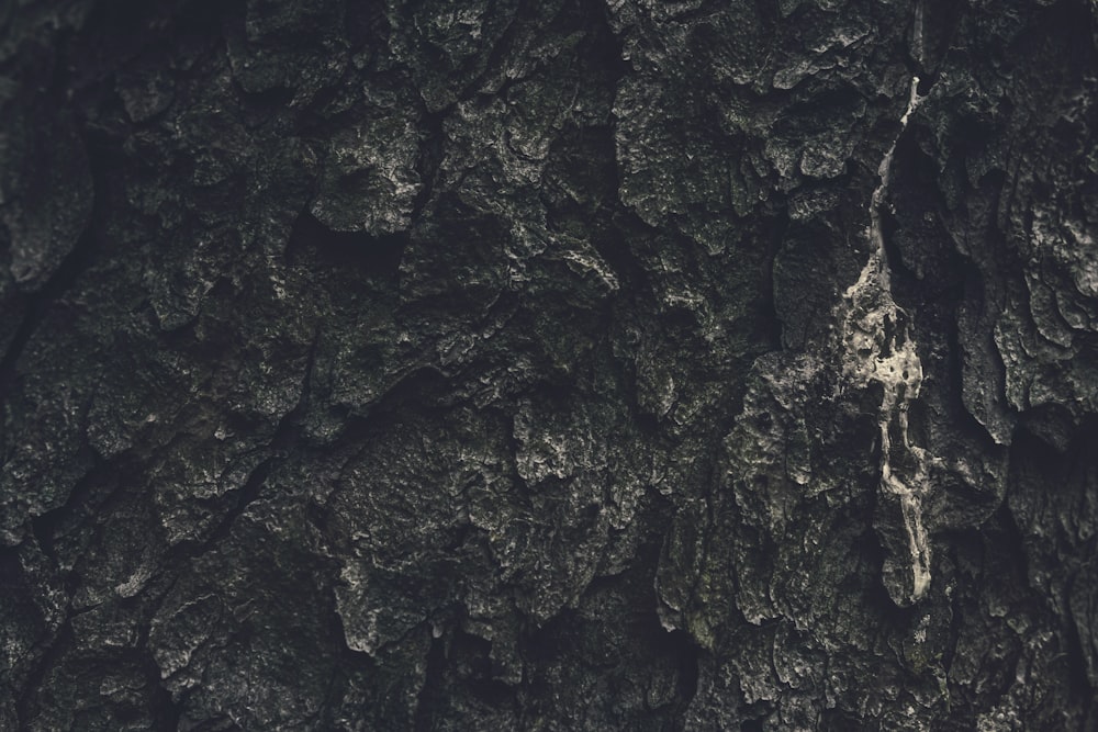 a close-up of a tree