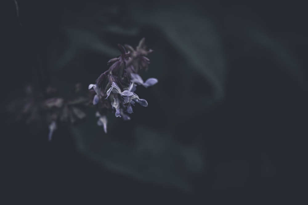 a close up of a flower