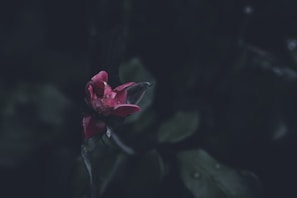 Artistic shot of a single red flower with soft blue lighting highlighting its petals.