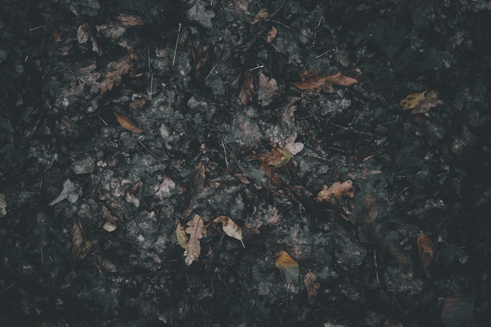 a group of leaves on the ground