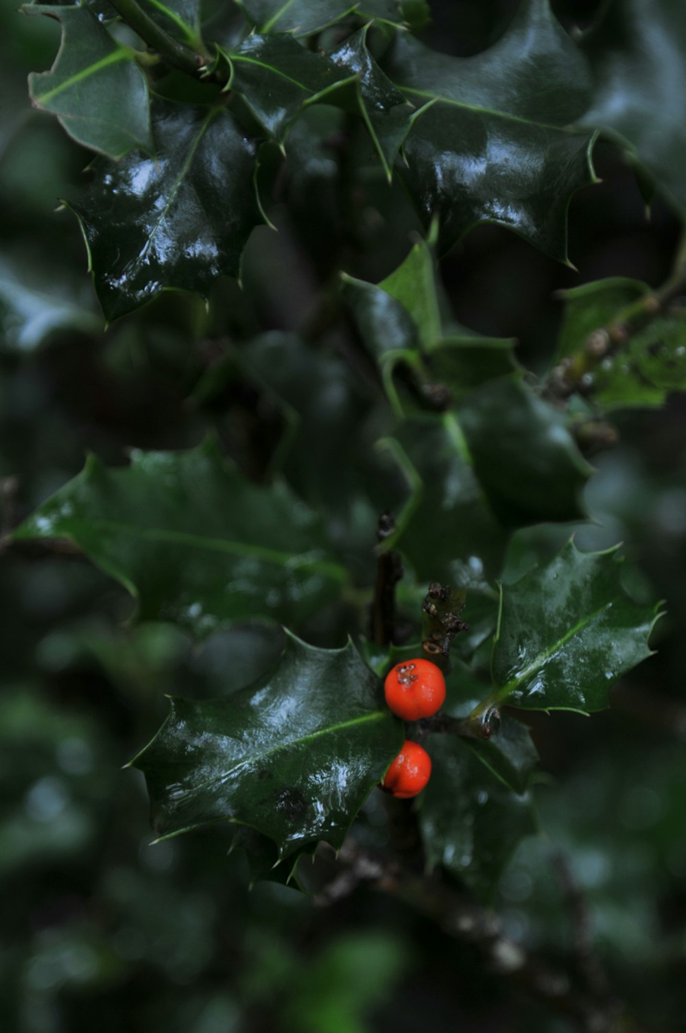 a ladybug on a leaf