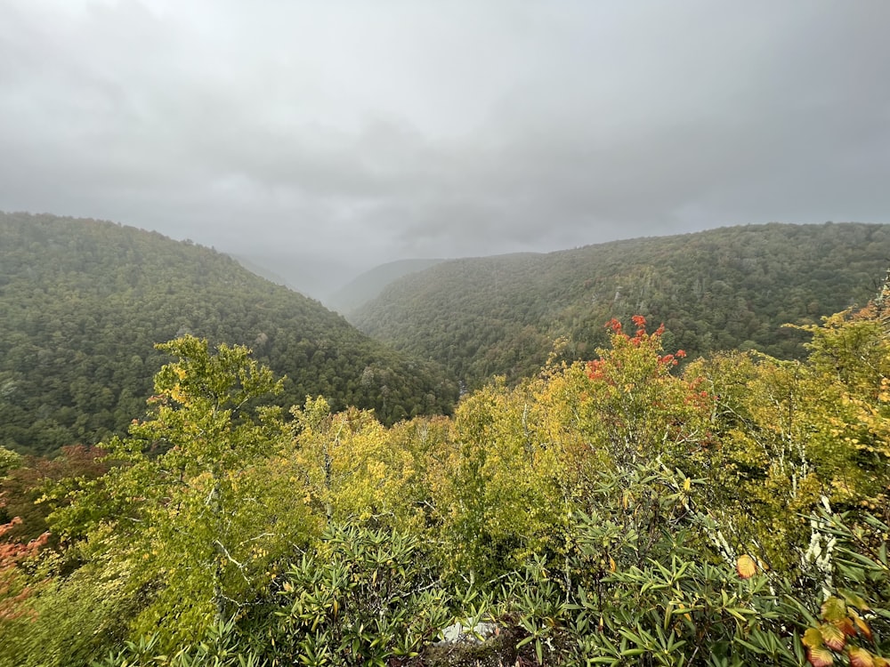 uma paisagem com árvores e colinas