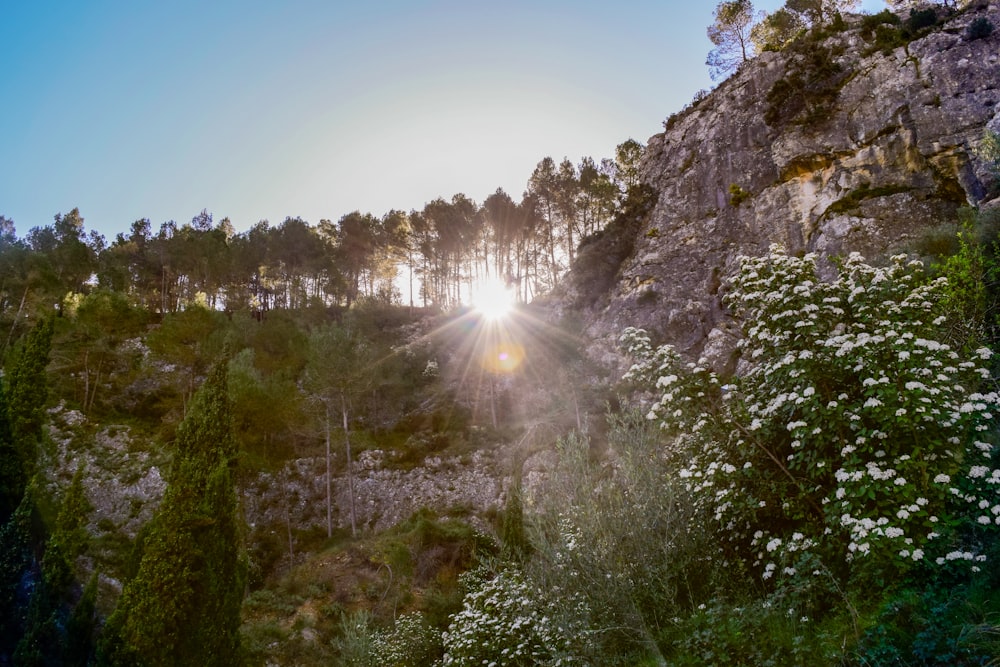 a forest with a bright light