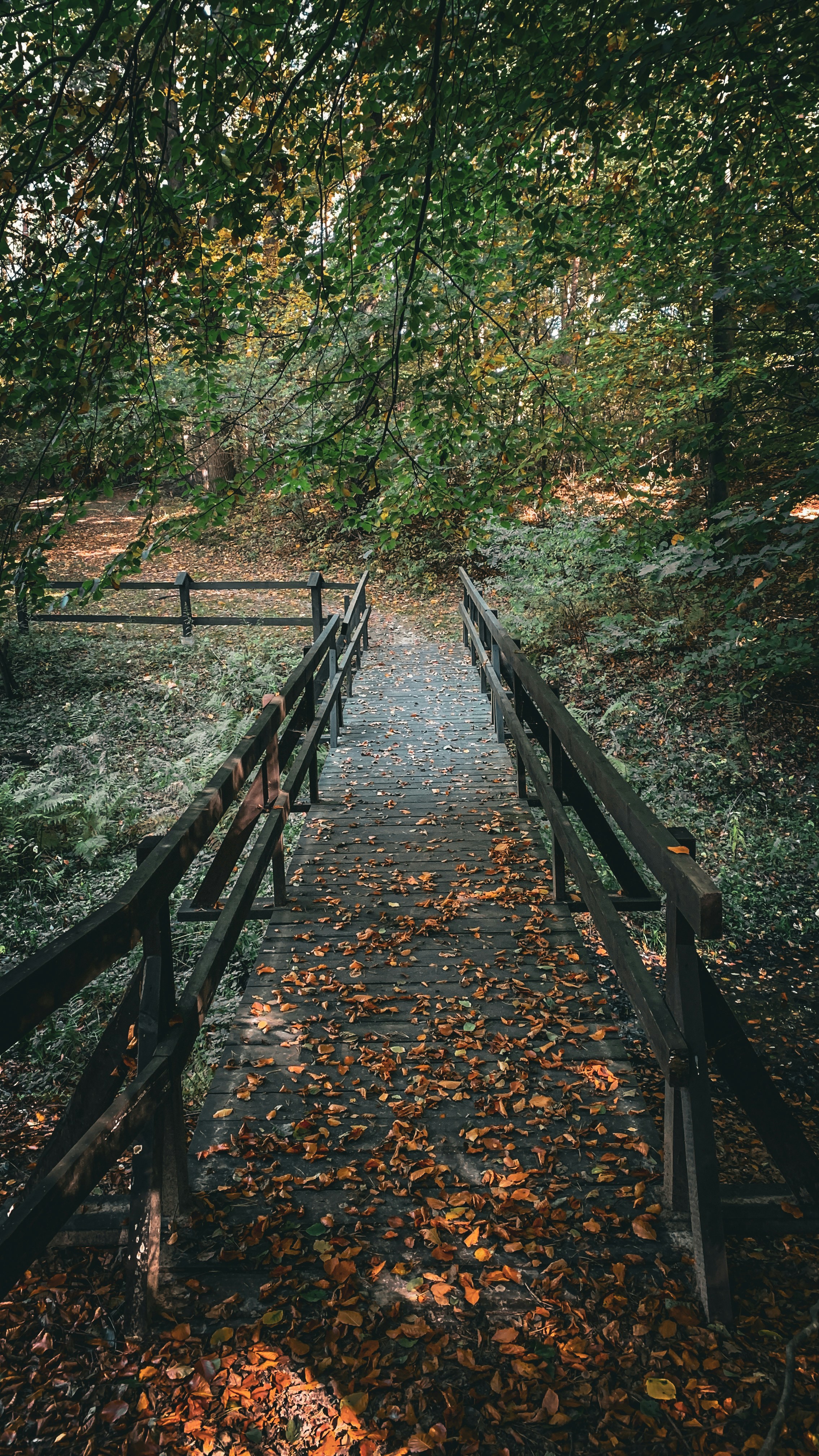 a wooden bridge in a forest
