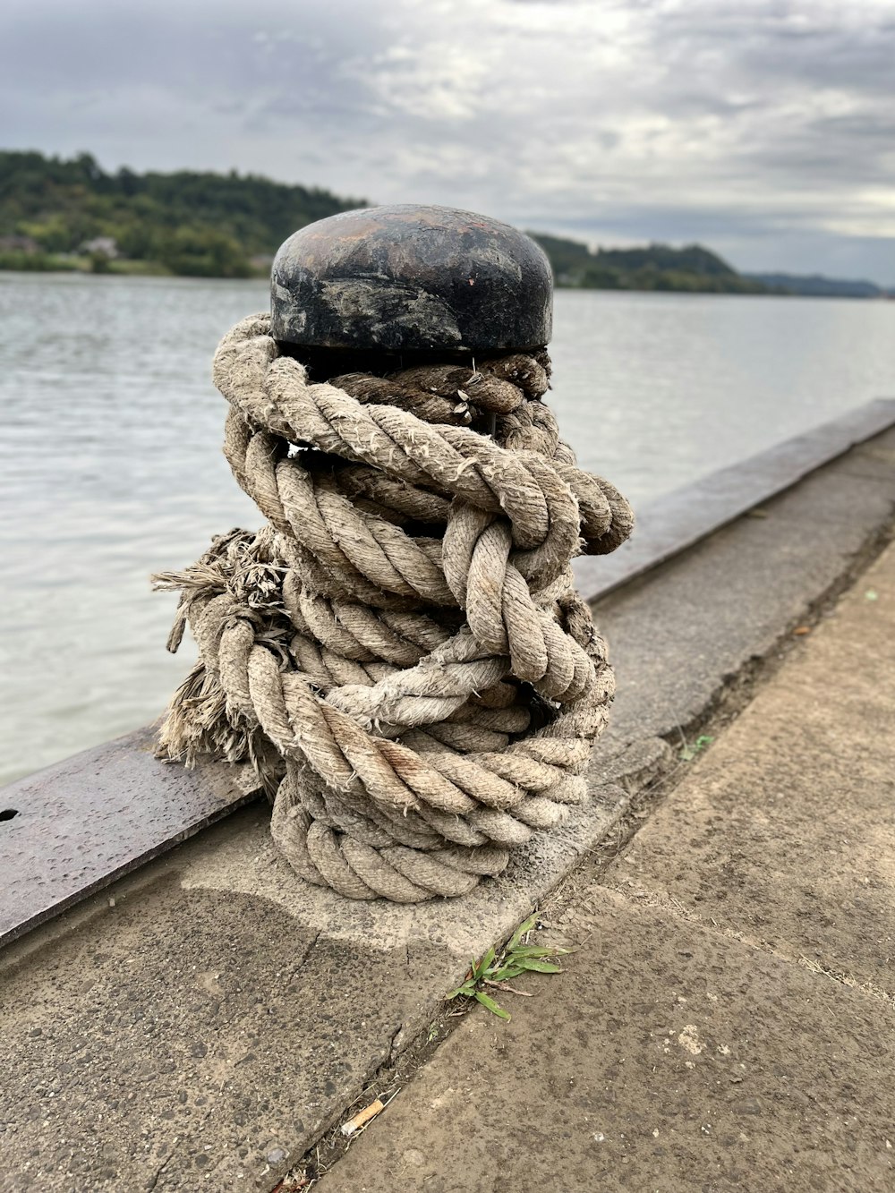 a turtle on a dock