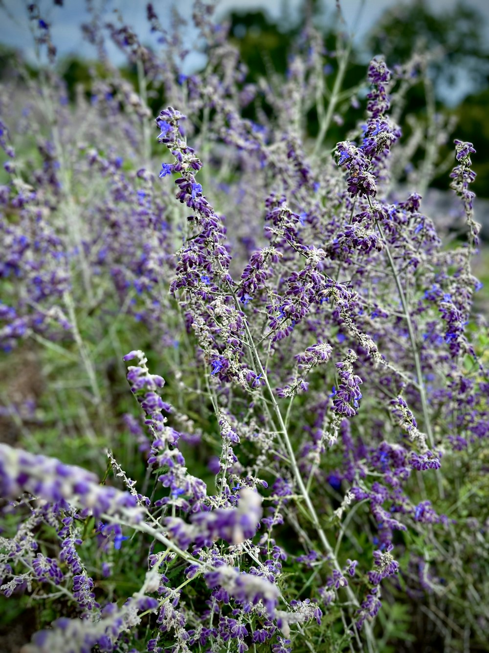 a close up of purple flowers