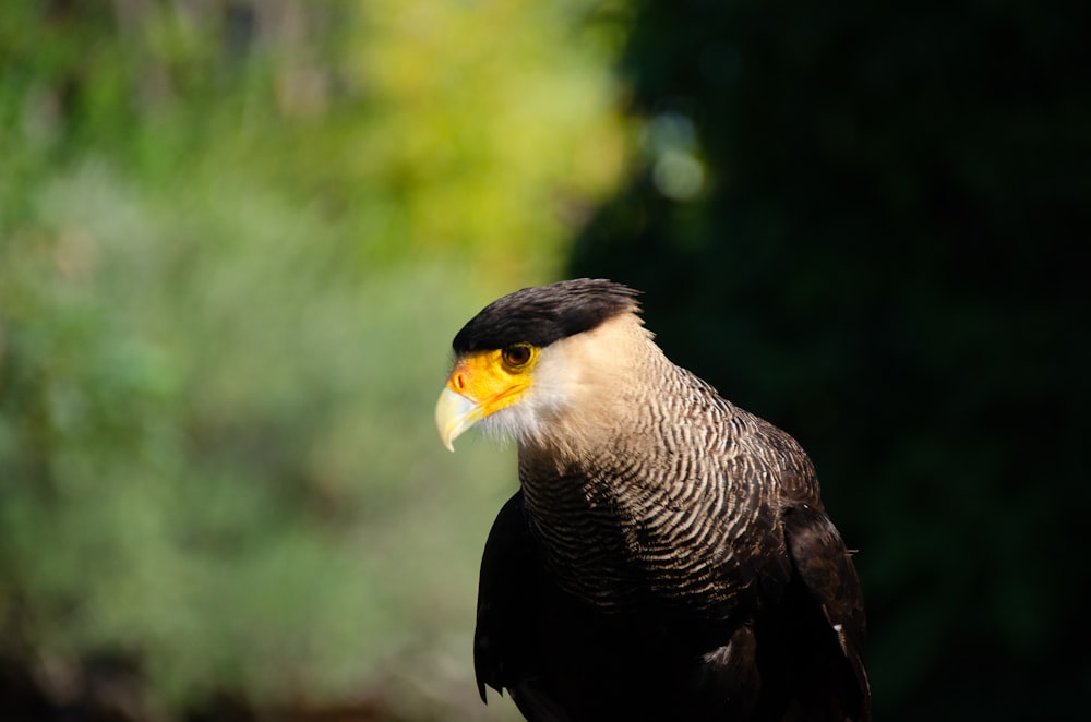 a bird with yellow eyes