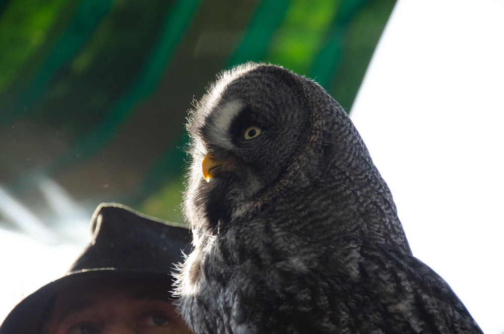 a bird with a hat