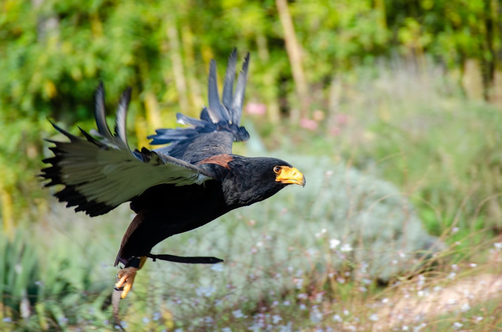 a bird flying with its wings spread