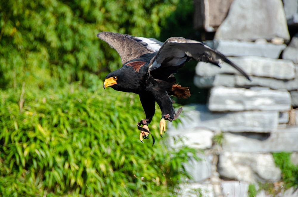 a bird standing on a stone wall