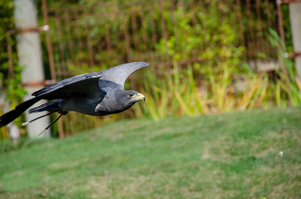 a bird flying over a green surface